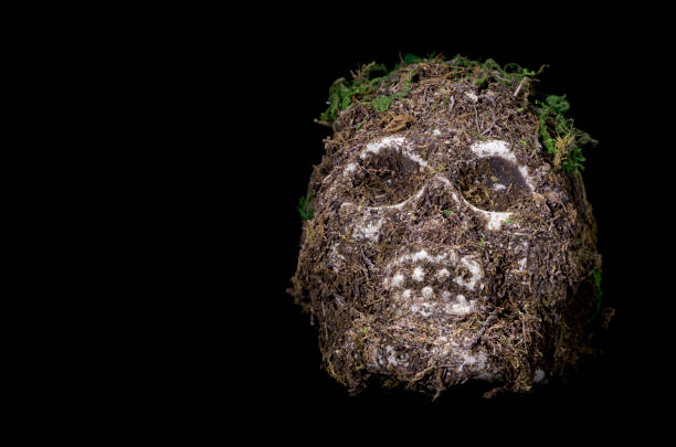 istock Moss covered skull with natural horror looking effects and textures 1485325883
