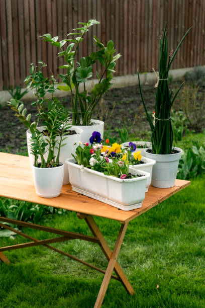 istock flower plants in white pots on wooden table 1485326016