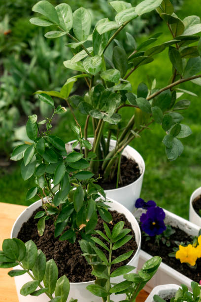 istock flower plants in white pots on wooden table 1485326049