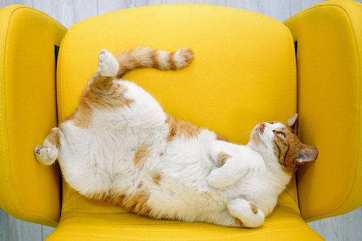 naughty yellow tabby cat lies on its back on a yellow sofa