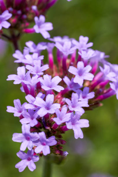 istock A large blooming purple lavender flower close-up 1485327519
