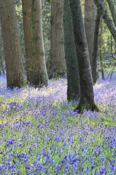 istock Bluebells Surrey England 1485327945