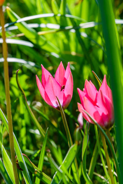 Top view of tiny tulips on grass background. Close-up.