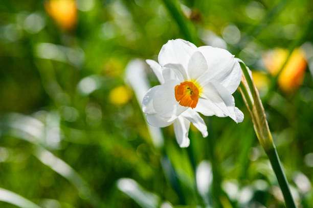 istock Flowering white daffodil in a green meadow. Close-up. 1485328078