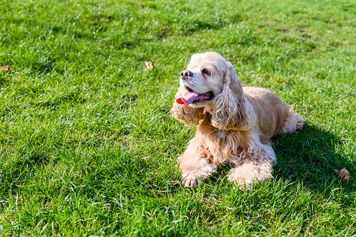 American Cocker Spaniel lies on a green lawn in the park.