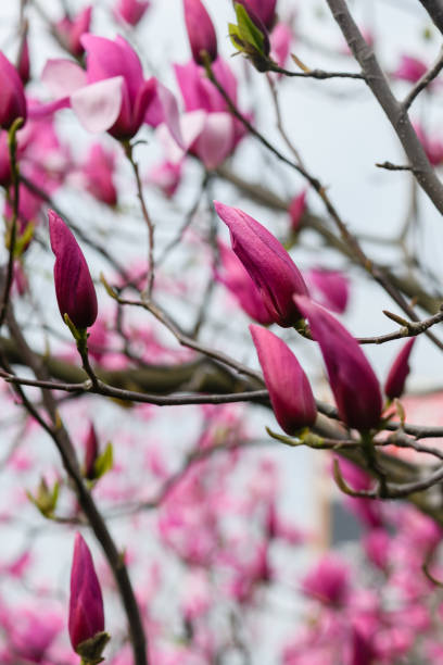 istock Branches with buds of pink magnolia against the sky 1485328151