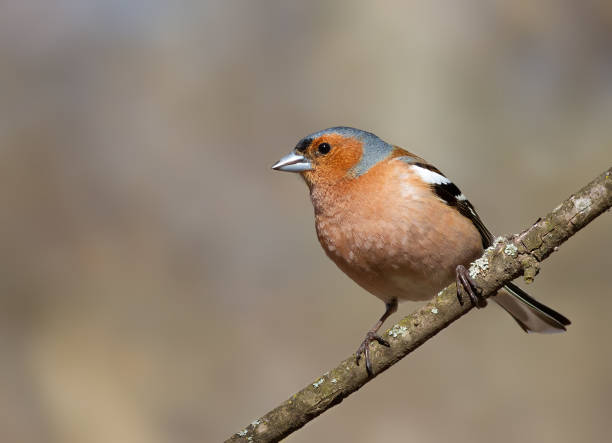 istock Common chaffinch, Fringilla coelebs. A bird sits on a thin branch against a beautiful background 1485328426