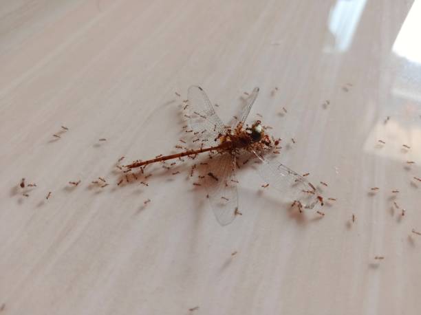 istock a dead dragonfly being picked up by a bunch of ants 1485329407