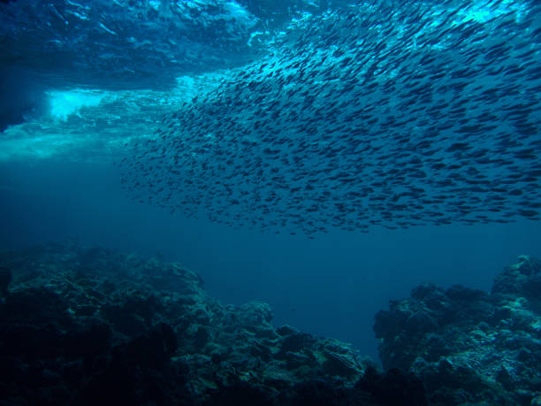 istock School of fish on the run at a reef 1485329743