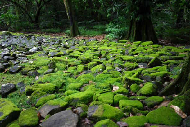 Moss covered rocks in a damp tropical rainforest in Moorea Tahiti. Locals call them turu'i stones. It belongs to an ancient archeological site in the Opunohu valley.