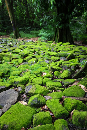 Moss covered rocks in a damp tropical rainforest in Moorea Tahiti. Locals call them turu'i stones. It belongs to an ancient archeological site in the Opunohu valley.
