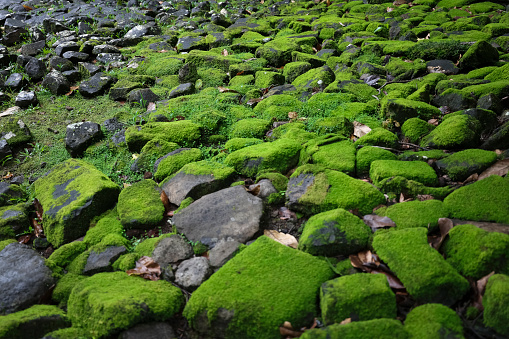 Moss covered rocks in a damp tropical rainforest in Moorea Tahiti. Locals call them turu'i stones. It belongs to an ancient archeological site in the Opunohu valley.