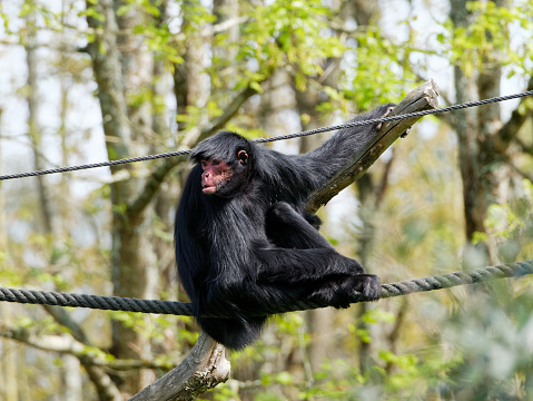 Red-faced spider monkey (ateles paniscus) sitting on rope