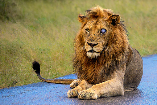 Black mane lion sitting waiting as the lionesses proceeded on a hunt into the bush.