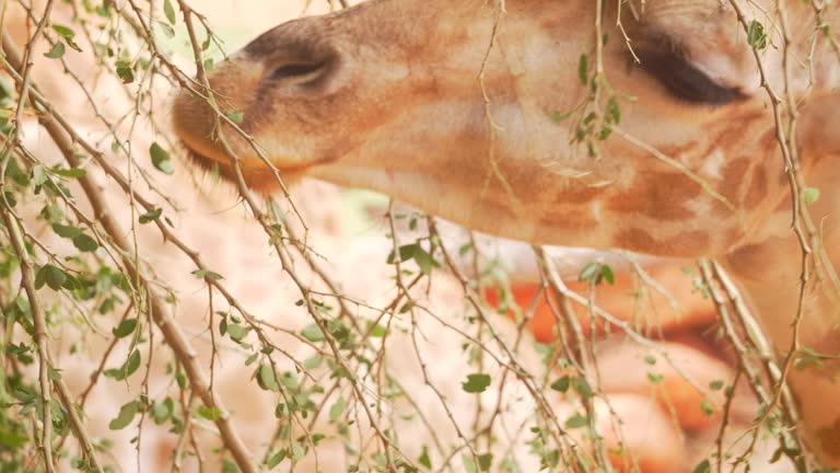 Giraffes Eating Leaves in Wildlife.