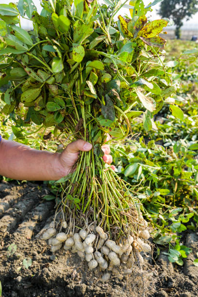 istock the farmer harvesting peanuts on agriculture plantations 1485332959