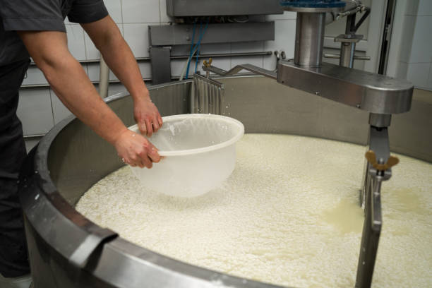 istock Cheese maker straining curd from whey while working in dairy production. Cheese production concept 1485333673