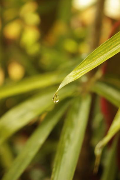 istock a drop of water 1485333800