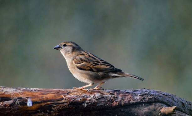 istock Closeup shot of a sparrow perched atop a rough tree trunk. 1485333970