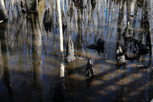 Densely forested bog in South Carolina. Francis Beidler Forest