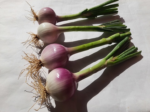 Spring or green onion. Green onion with leaves.  It is a most popular vegetable in the all over world. It is a root vegetable. Its tuber and leaf both become a vegetable. Scallions.