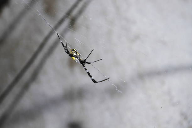 istock A black yellow back spider photographed on its web, there are water drops 1485335208