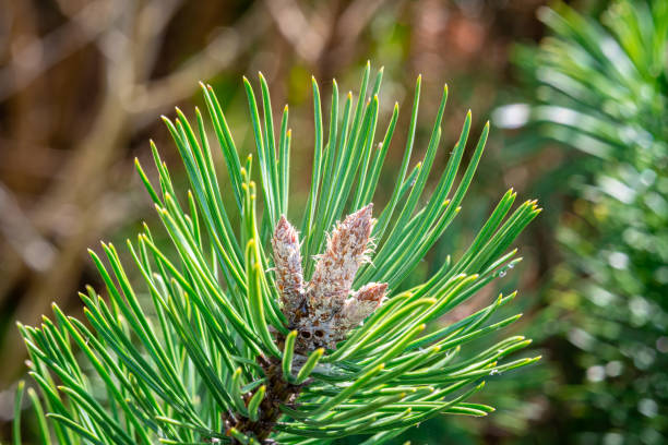 Needles of a dwarf mugo pine Detailed shot of a dwarf mugo pine with flared buds. dwarf pine trees stock pictures, royalty-free photos & images