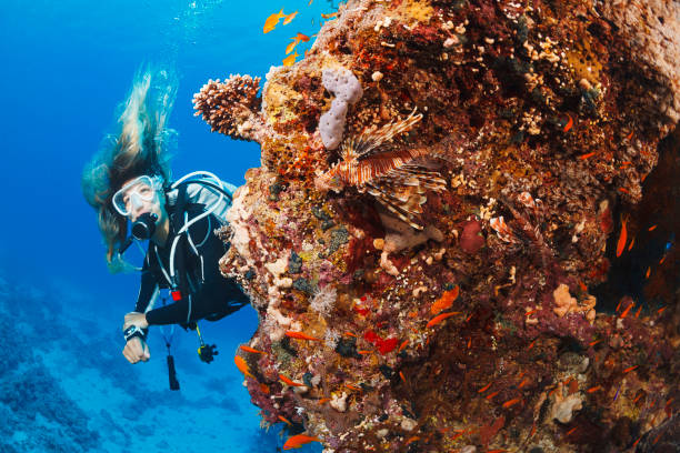 istock Underwater  Scuba diver explore and enjoy  Coral reef  Sea life Lionfish 1485336819