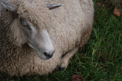 Katahdin sheep ram in a rotational paddock with white boundary chewing on some grass