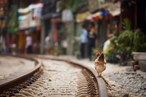 Rooster walking on railroad track between houses. The so-called Train street with its many cafes is popular place for tourists in Hanoi.