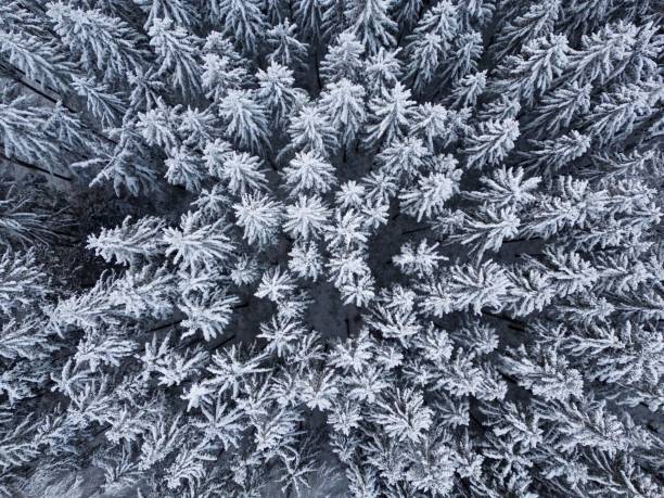 istock Gorgeous aerial view of a pristine, snow-covered pine tree surrounded by a tranquil winter landscape 1485339238
