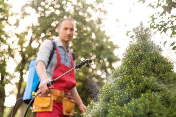istock Gardener applying insecticide fertilizer to his thuja using a sprayer. 1485340050