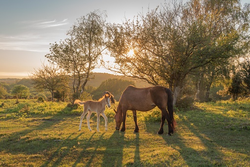 Donkeys and foals of the New Forest, Hampshire UK