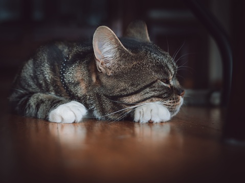A domestic cat curled up in a comfortable sleeping position on the floor, with one paw tucked underneath its body