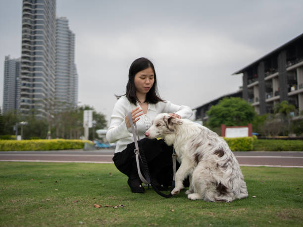 woman playing with collie outdoors