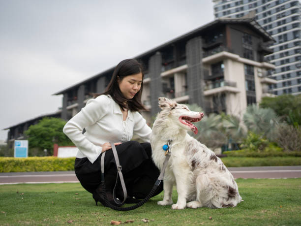 istock woman playing with collie outdoors 1485341104