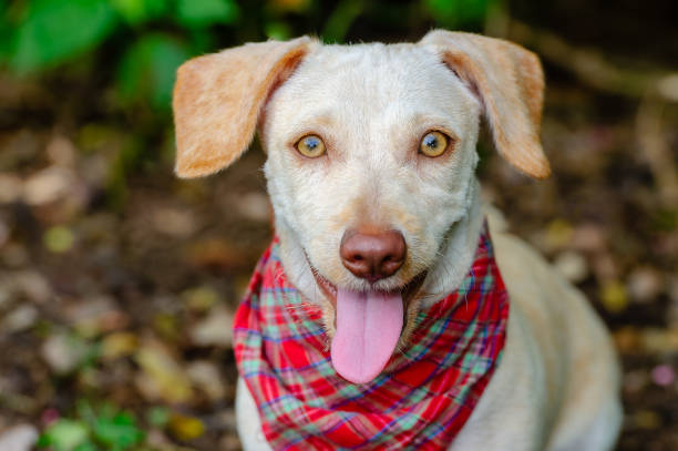 istock Dog Happy Smile Tongue Face 1485341917
