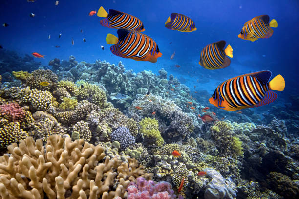 istock Wonderful and beautiful underwater world with corals 1485342146
