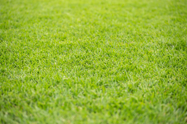 istock green grass on a football field 1485342202