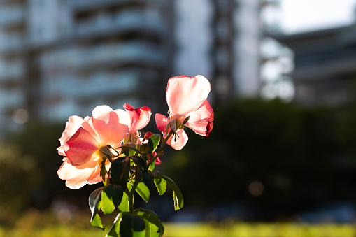Pink roses with city buildings in the background