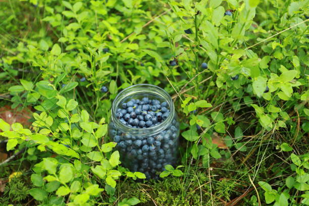 Glass jar with blueberries among blueberry bushes in the forest stock photo