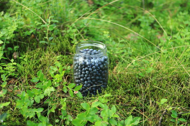 Jar with fresh blueberries in the forest stock photo