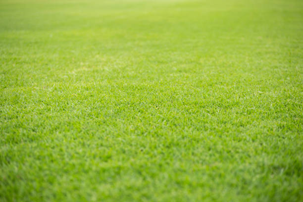 istock green grass on a football field 1485342303