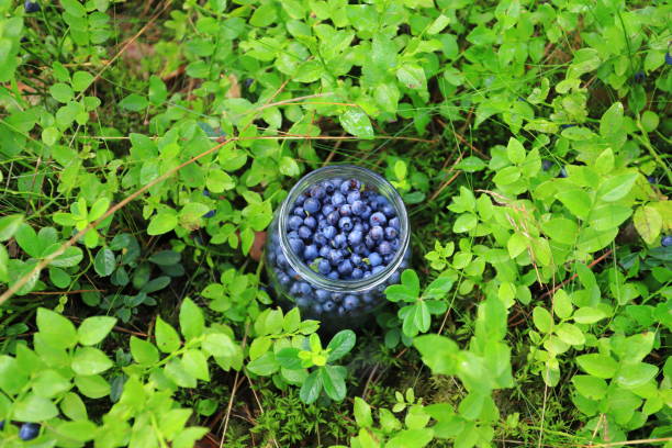 Glass jar with fresh blueberries stock photo