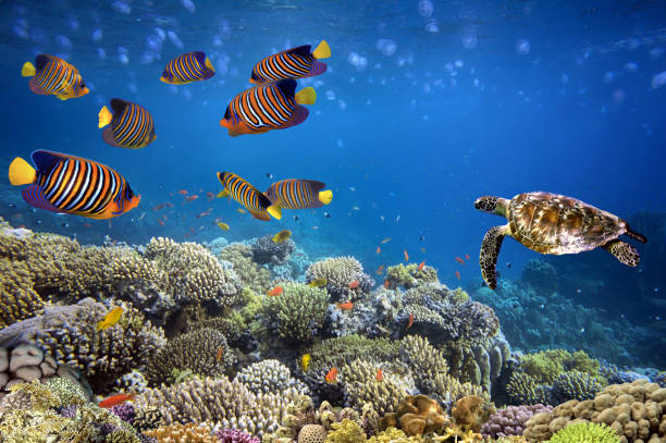 istock Wonderful and beautiful underwater world with corals 1485342371