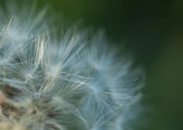 istock soft focus on a dandelion in a green grassy field 1485342409