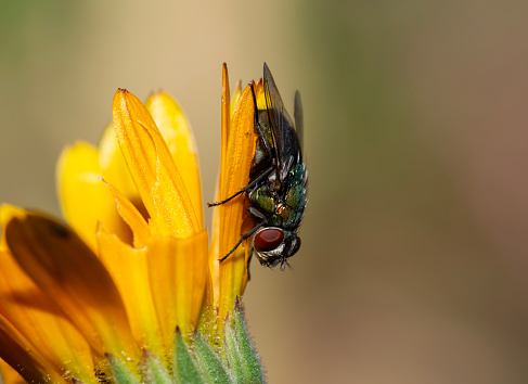 Close-up macro shot of a housefly on a yellow flower outdoors in the garden