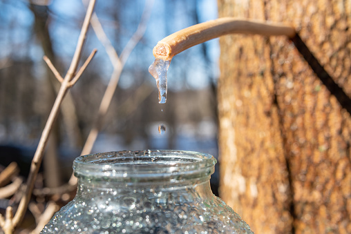 Collecting useful maple juice in Spring