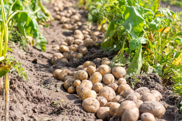 istock Freshly dug potato in the garden 1485346702