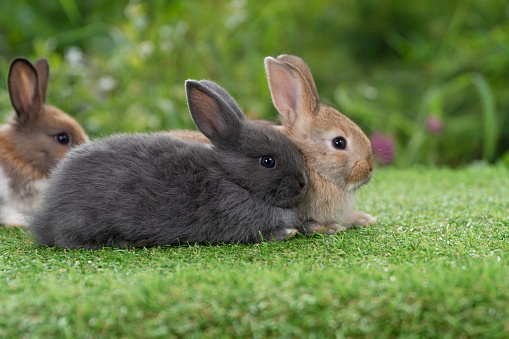 Group of cuddly furry rabbit bunny sitting and lying down together on green grass natural background. Baby fluffy rabbit black, brown bunny family sitting on field. Easter newborn bunny family concept